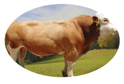 ROSS BREEDERS 